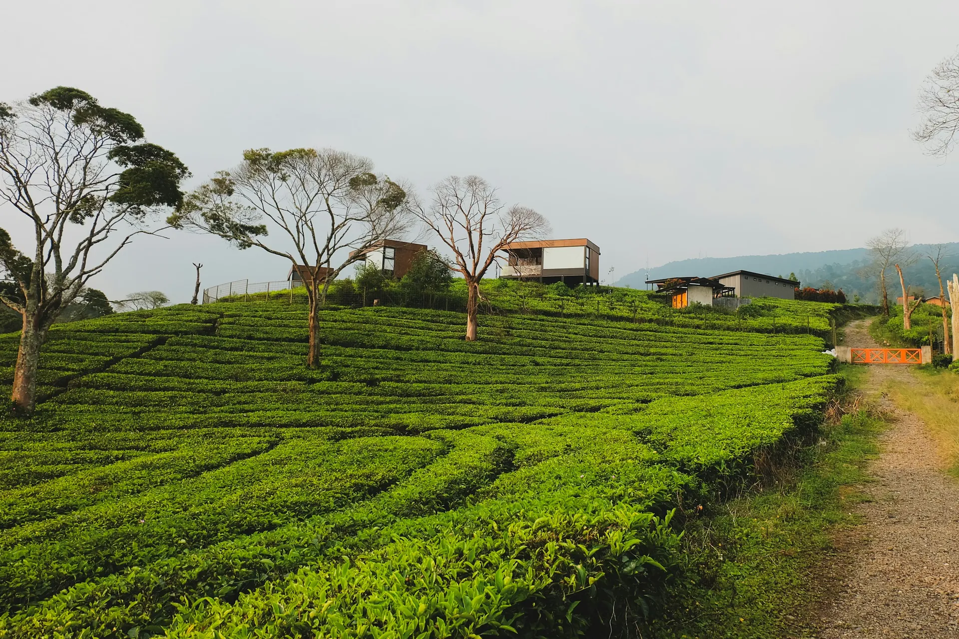 Accommodation among tea fields in West Bandung