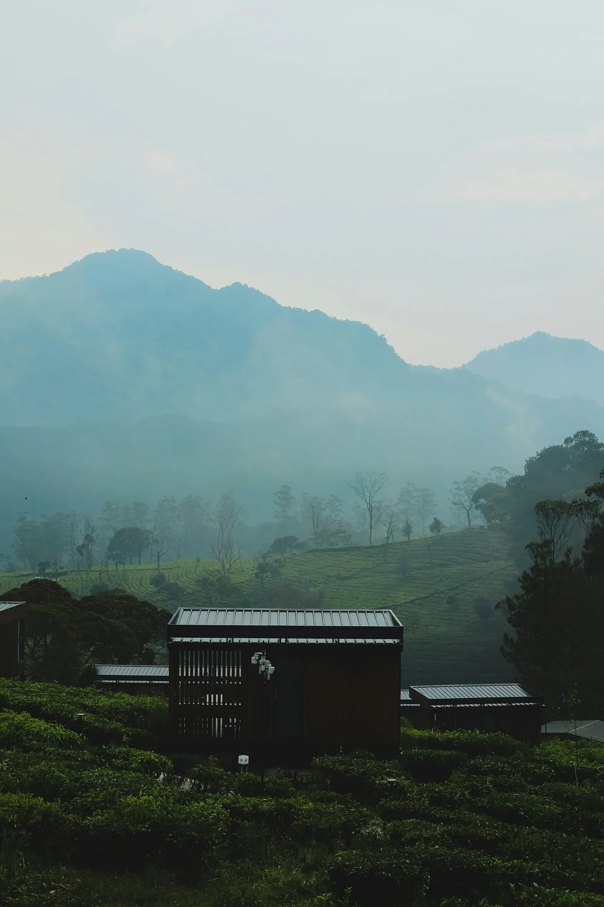Misty tea estate in Sukawana, West Bandung